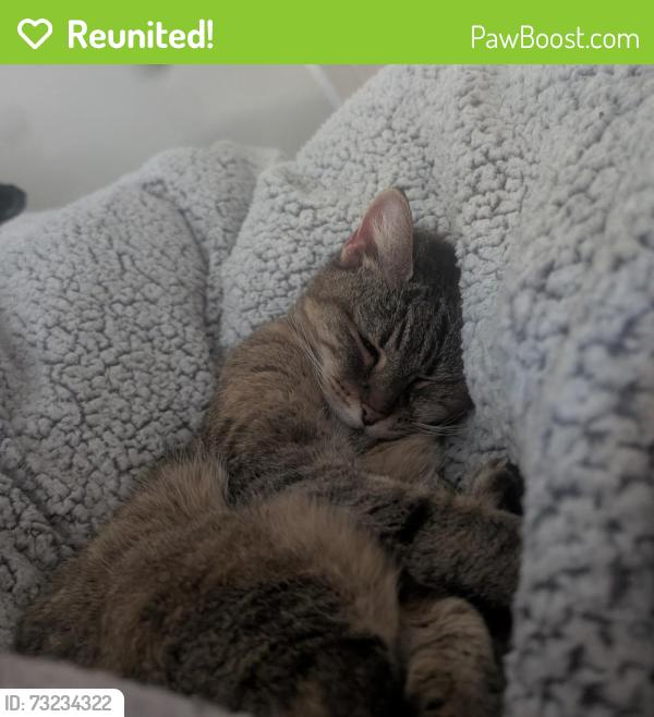 Reunited Female Cat last seen Near Tabooba Street Constitution Hill, Constitution Hill, NSW 2145