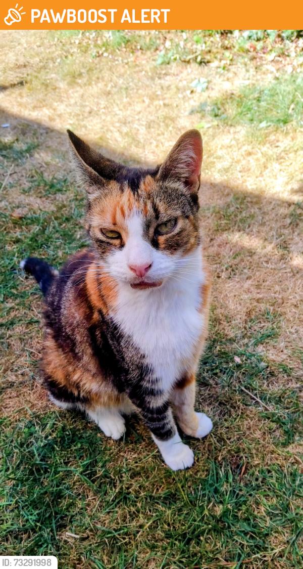 Found/Stray Female Cat last seen Galsworthy Road, West Totton, Totton, England SO40 8TJ