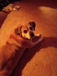 Reunited Female Dog last seen Corner of CR 6 and Cumberland Ave., Elkhart, IN 46514