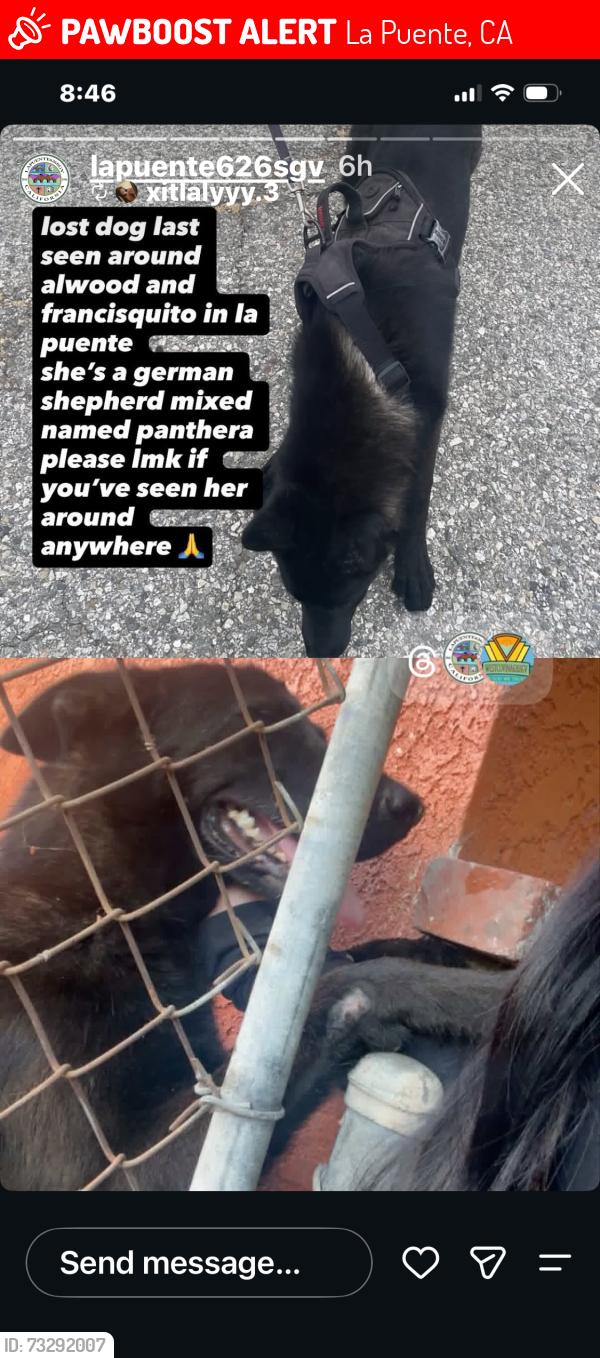 Lost Female Dog last seen Alwood and Francisquito in La Puente, La Puente, CA 91790