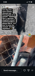 Lost Female Dog last seen Alwood and Francisquito in La Puente, La Puente, CA 91790