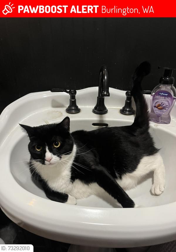 Lost Female Cat last seen Near s Burlington blvd, Burlington, WA 98233