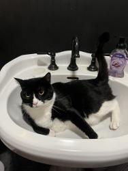 Lost Female Cat last seen Near s Burlington blvd, Burlington, WA 98233