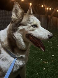 Reunited Male Dog last seen Tonkawa Pass, Garden Ridge, TX 78266