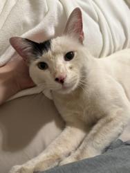 Found/Stray Male Cat last seen Summitview, Marble Rd, Yakima, WA 98908