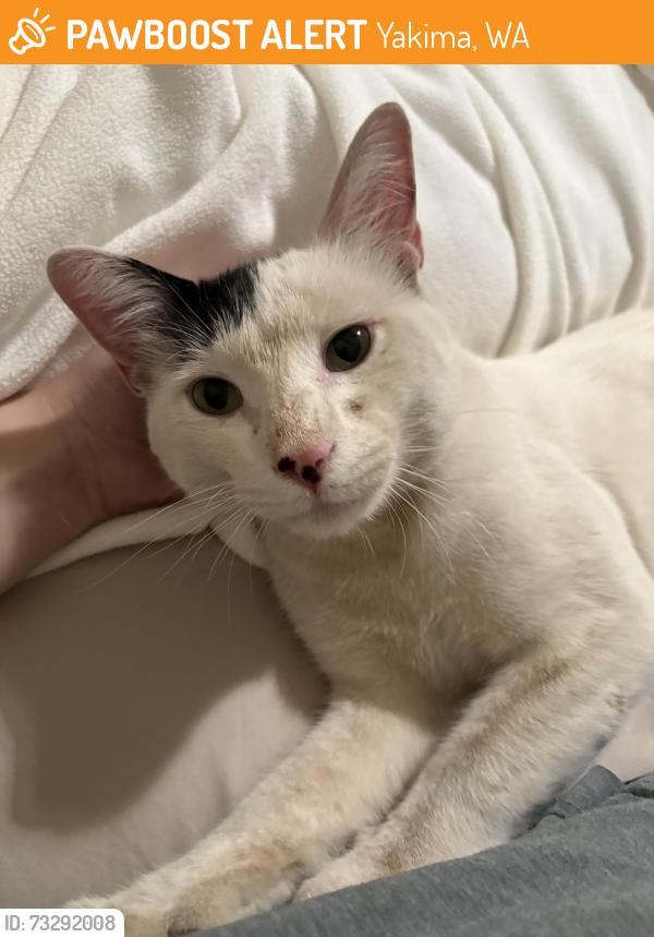 Found/Stray Male Cat last seen Summitview, Marble Rd, Yakima, WA 98908