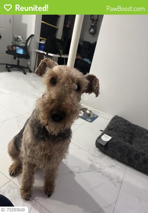 Reunited Female Dog last seen Near Ave and 248ST Rosedale Queens, Queens, NY 11422