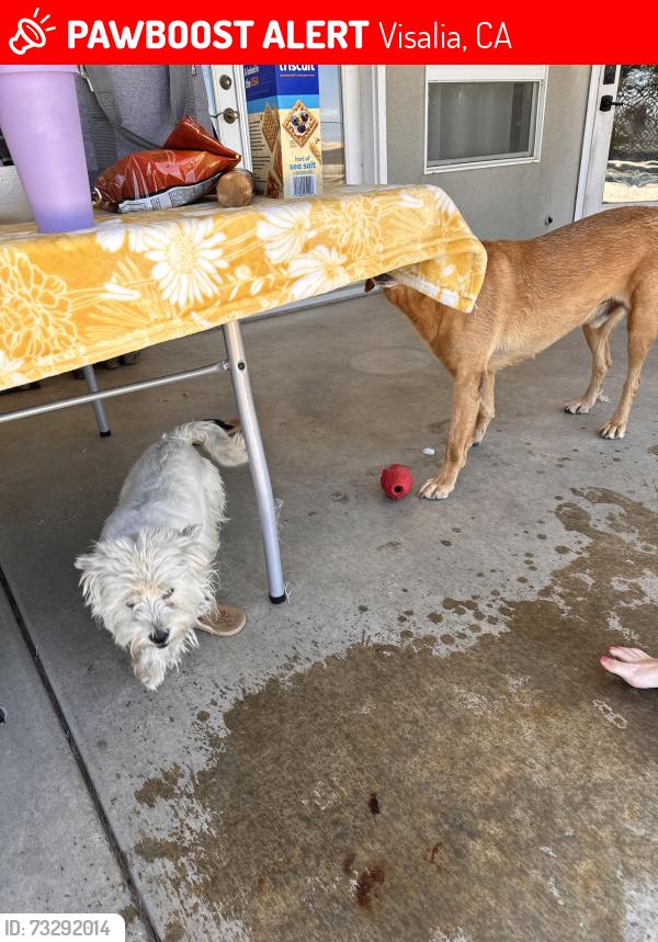 Lost Female Dog last seen Houston & Comstock, Visalia, CA 93277