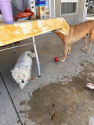 Lost Female Dog last seen Houston & Comstock, Visalia, CA 93277
