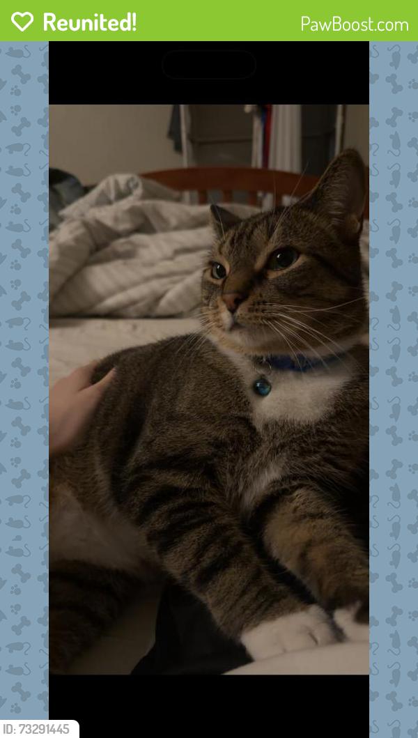 Reunited Male Cat last seen Near Brittany Dr, Joliet, IL 60435, USA, Joliet, IL 60435