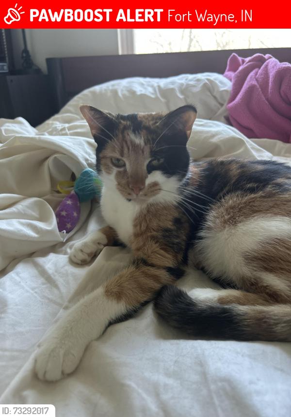 Lost Female Cat last seen apmts Off of St. Joe rd by the car wash and funeral home, Fort Wayne, IN 46835