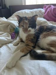 Lost Female Cat last seen apmts Off of St. Joe rd by the car wash and funeral home, Fort Wayne, IN 46835