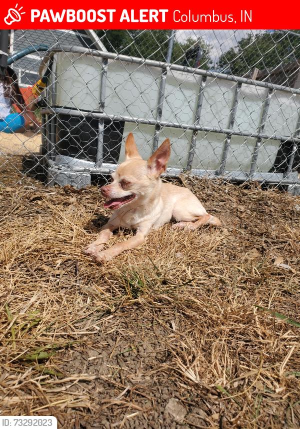 Lost Female Dog last seen 250w and Lowell Rd un Columbus, Columbus, IN 47201