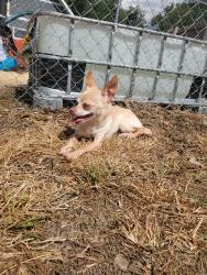 Lost Female Dog last seen 250w and Lowell Rd un Columbus, Columbus, IN 47201