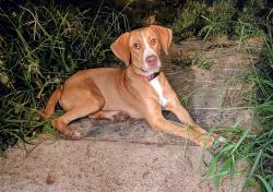 Found/Stray Male Dog last seen Near and Johnson Road, New Caney, TX 77357