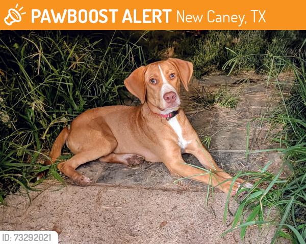 Found/Stray Male Dog last seen Near and Johnson Road, New Caney, TX 77357