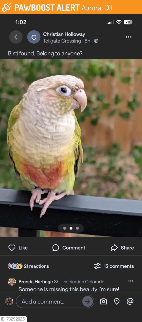 Found/Stray Male Bird last seen Tollgate crossing /gun club rd, Aurora, CO 80016