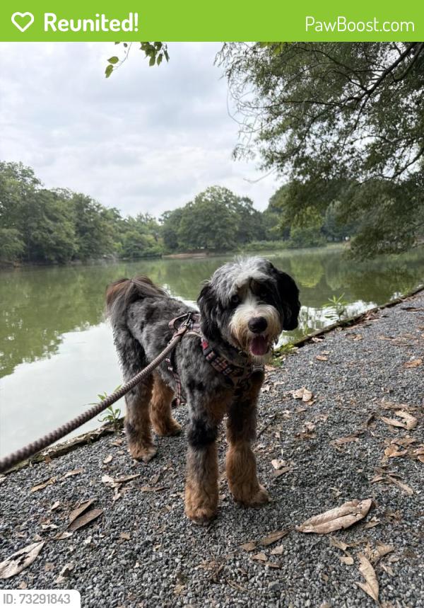 Reunited Male Dog last seen University Dr NE, Atlanta, GA 30306, USA, Atlanta, GA 30306