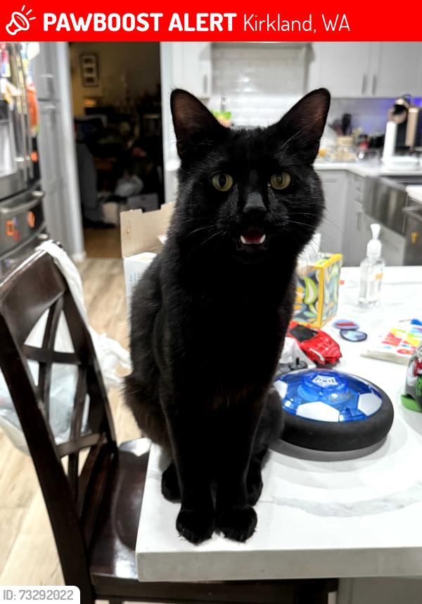 Lost Male Cat last seen 143rd St and 90th St, Kirkland, WA 98034