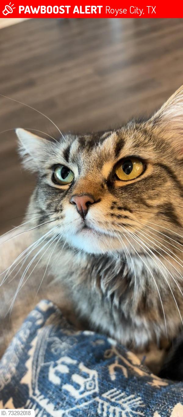 Lost Female Cat last seen Near old bluff lane Royse city, Royse City, TX 75189