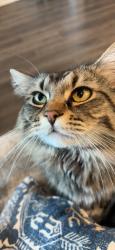 Lost Female Cat last seen Near old bluff lane Royse city, Royse City, TX 75189