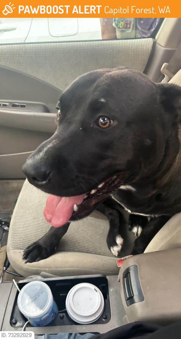 Found/Stray Male Dog last seen Like half way down the Bordeaux entrance to capital forest that leads out to Highway 12, Capitol Forest, WA 98512