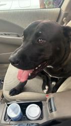 Found/Stray Male Dog last seen Like half way down the Bordeaux entrance to capital forest that leads out to Highway 12, Capitol Forest, WA 98512