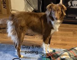 Reunited Male Dog last seen Tait/Pacific, Oceanside, CA 92054