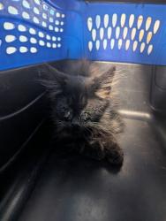 Shelter Stray Male Cat last seen Near BLOCK OILDALE DR, BAKERSFIELD CA 93308, 3951 Fruitvale Ave, Bakersfield, CA 93308, USA