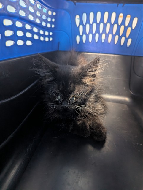 Shelter Stray Male Cat last seen Near BLOCK OILDALE DR, BAKERSFIELD CA 93308, 3951 Fruitvale Ave, Bakersfield, CA 93308, USA