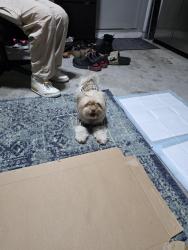 Found/Stray Female Dog last seen Silver bend by the dollar general, Ocoee, FL 34761