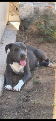 Found/Stray Male Dog last seen Montana & zaragoza, El Paso, TX 79936