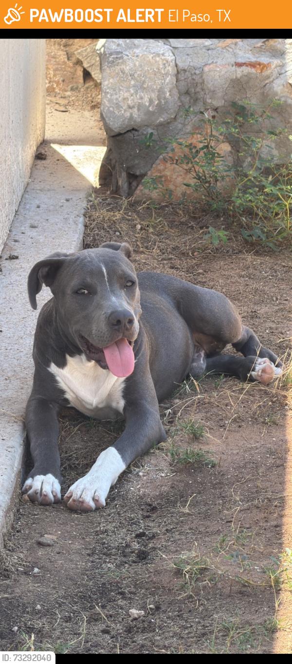 Found/Stray Male Dog last seen Montana & zaragoza, El Paso, TX 79936