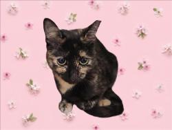 Shelter Stray Female Cat last seen , 1850 W 60th St, Los Angeles, CA 90047, USA