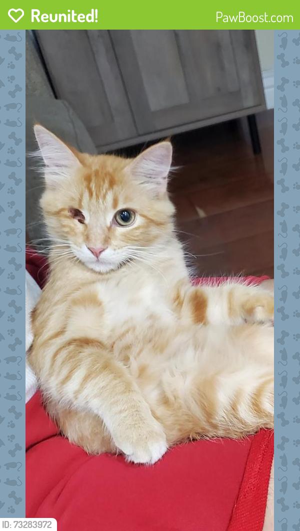 Reunited Female Cat last seen West 220th st Carson, Carson, CA 90745