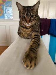 Reunited Male Cat last seen Near Ave &53A St, Delta, BC V4M 1V8