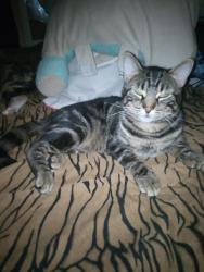 Lost Male Cat last seen Near ADM and near 27th Street and 22nd Street, Decatur, IL 62526