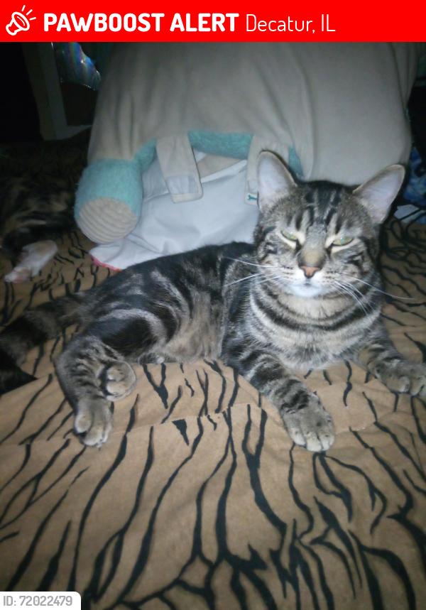 Lost Male Cat last seen Near ADM and near 27th Street and 22nd Street, Decatur, IL 62526