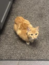 Found/Stray Male Cat last seen Don Lemus, Indianapolis, IN 46201