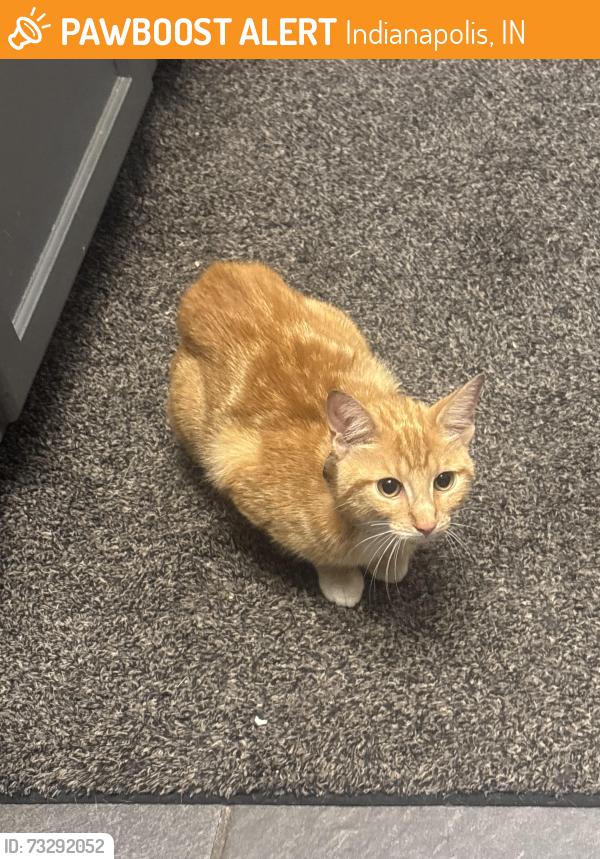 Found/Stray Male Cat last seen Don Lemus, Indianapolis, IN 46201
