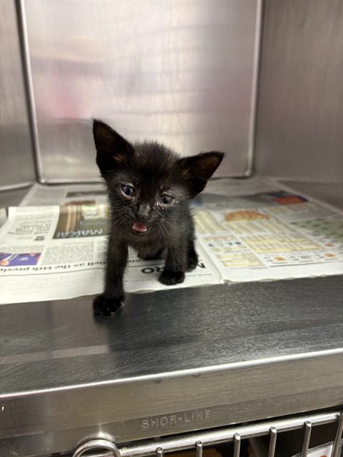 Shelter Stray Male Cat last seen STARRATT RD, 2020 Forest St, Jacksonville, FL 32204, USA