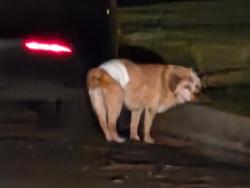 Found/Stray Male Dog last seen Covina Park, Covina, CA 91723