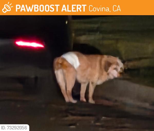 Found/Stray Male Dog last seen Covina Park, Covina, CA 91723