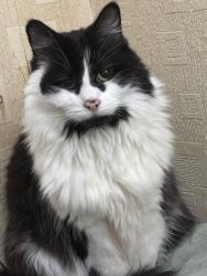 Reunited Male Cat last seen Greenacres backyard, Greenacres, England OL4 2DN