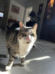 Lost Male Cat last seen fourth st, Lenkerville, PA 17061