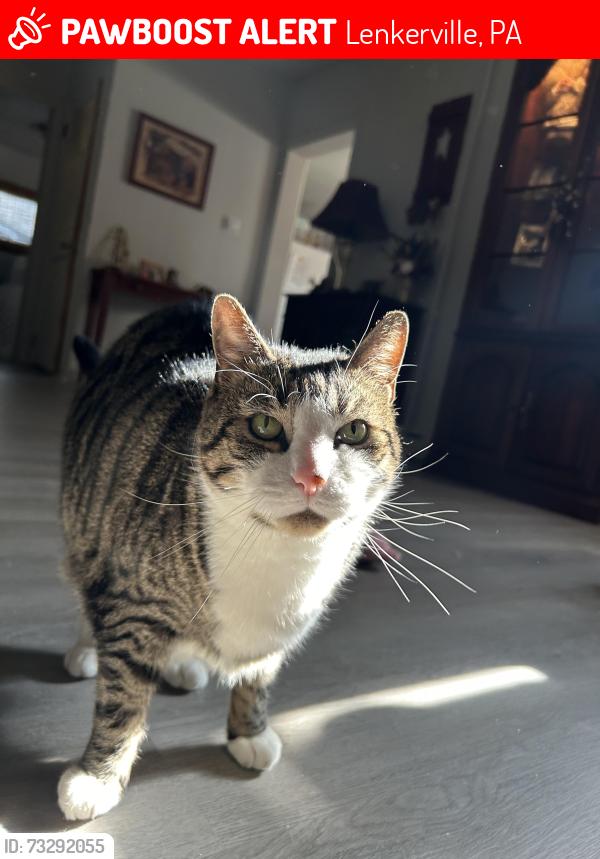 Lost Male Cat last seen fourth st, Lenkerville, PA 17061