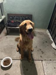 Reunited Male Dog last seen Dorsey way fontana, Fontana, CA 92335