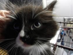 Shelter Stray Female Cat last seen , 11361 W Pico Blvd, Los Angeles, CA 90064, USA