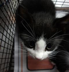 Shelter Stray Male Cat last seen , 11361 W Pico Blvd, Los Angeles, CA 90064, USA