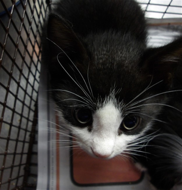 Shelter Stray Male Cat last seen , 11361 W Pico Blvd, Los Angeles, CA 90064, USA